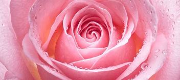 Heart notes floral heart