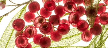 Top notes aroma essence